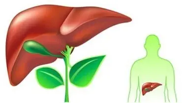 خوراکی های مفید برای سلامت کبد