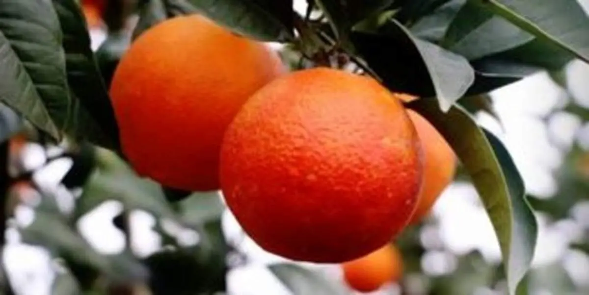 مصوبه ستاد تنظیم برای برای تامین میوه شب عید