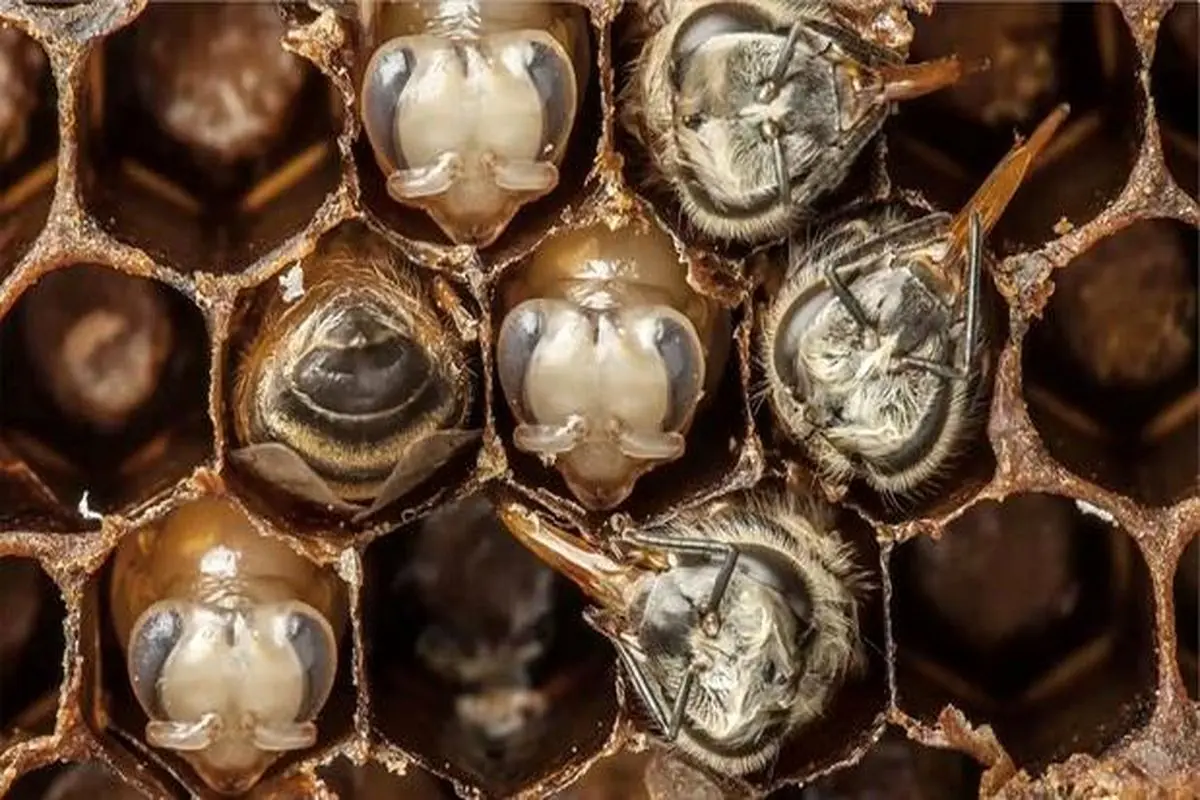 تایم لپس شگفت انگیزی از مراحل رشد زنبور عسل + فیلم