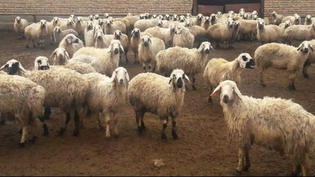 دزدیدن گله گوسفند با پژو پارس!