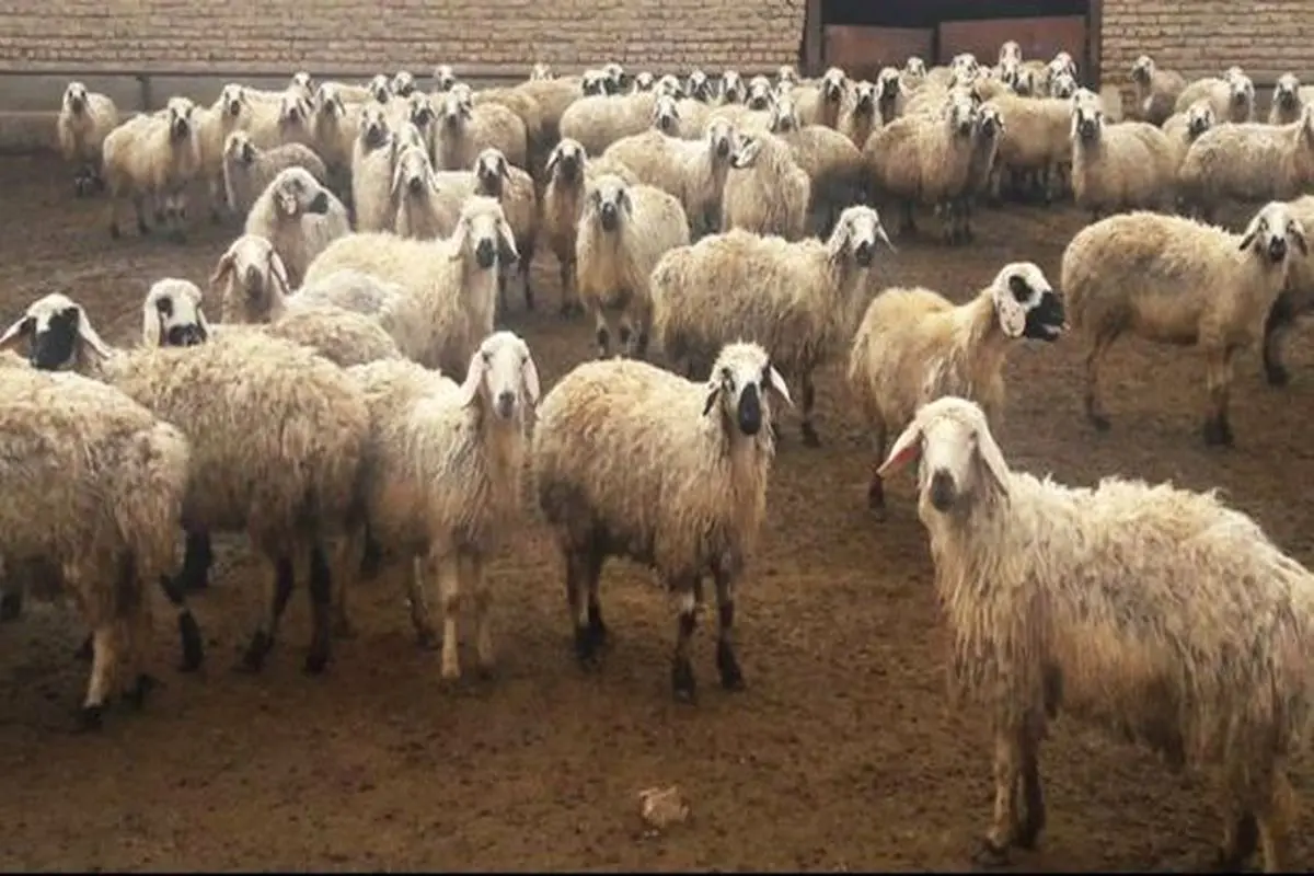 دزدیدن گله گوسفند با پژو پارس!