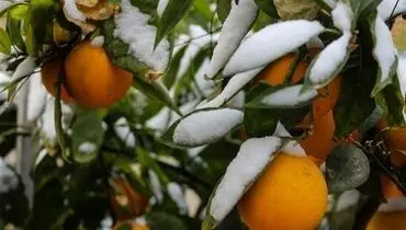 هواشناسی ایران ۹۹/۱۰/۱۷| کاهش ۸ درجه‌ای دما در برخی استان‌ها