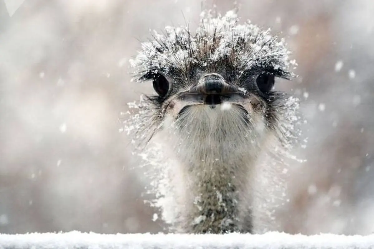 حیوانات در هوای برفی