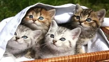 گربه‌های نازی که باعث سرطان مغز می‌شوند
