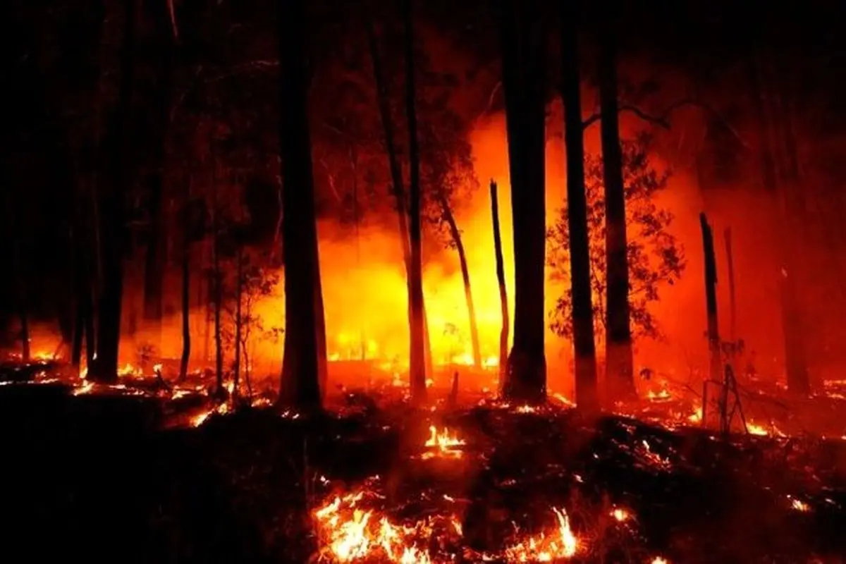 آتش‌سوزی اراضی جنگلی حیران آستارا مهار شد