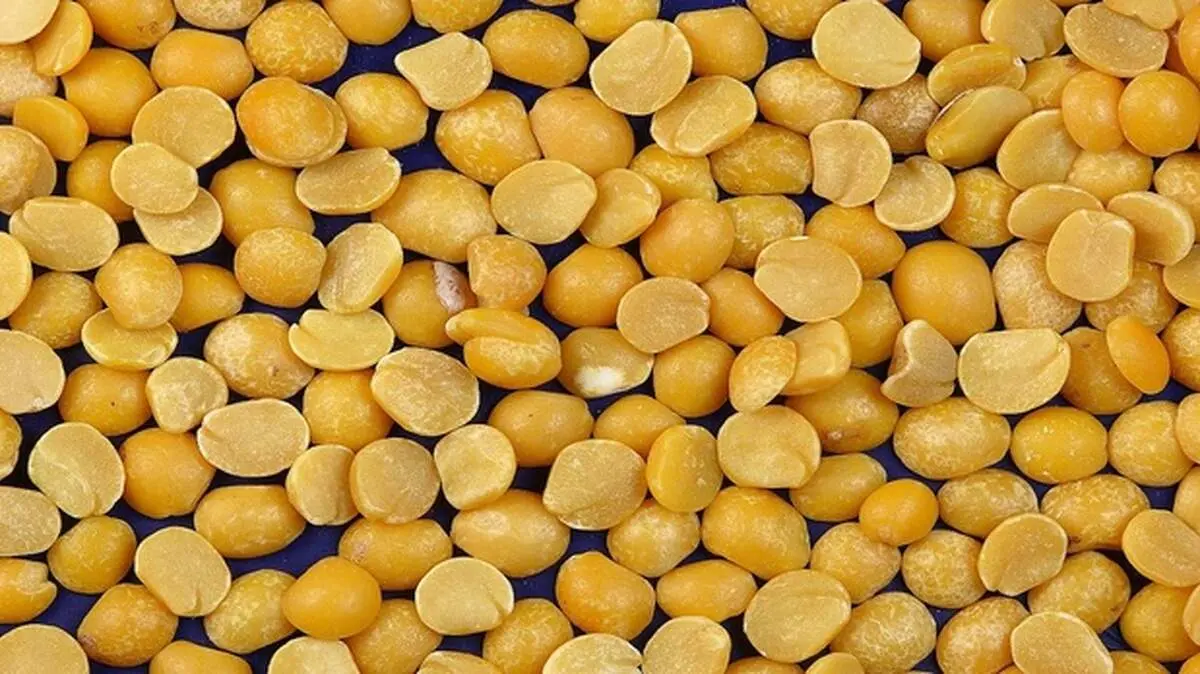 خواص شگفت انگیز لپه برای سلامت بدن