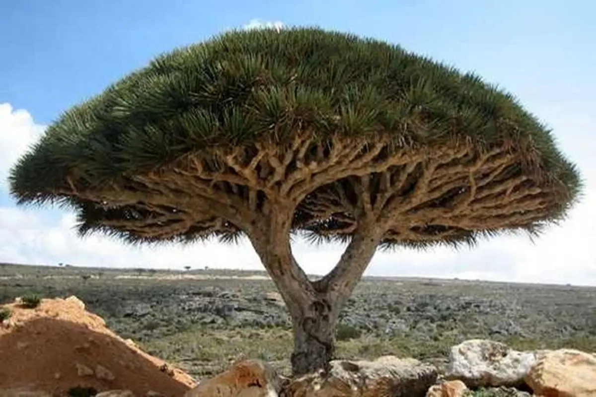 عجیب‌ترین درخت‌های جهان که شما را حیرت زده می‌کنند + عکس