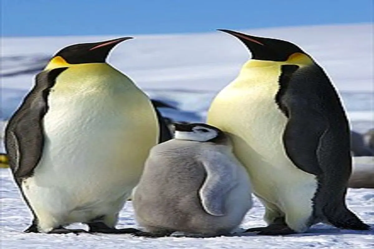 مواجهه جالب دو گروه از پنگوئن‌ها با یکدیگر+فیلم