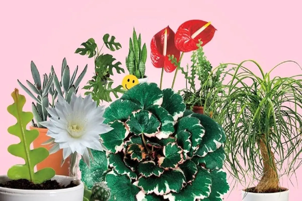 ۱۰ گیاهی که فضای خانه را شاداب می‌کند + تصاویر