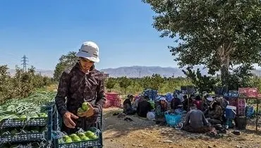 قیمت جدید انواع میوه و صیفی در میدان مرکزی میوه و تره بار تهران