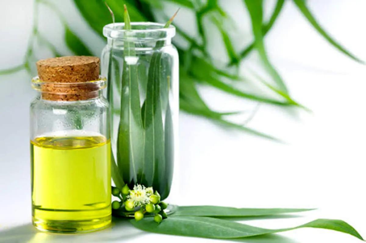خواص شگفت انگیز روغن اوکالیپتوس