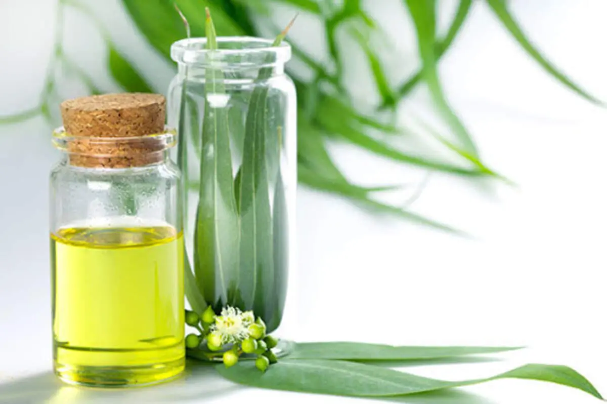 خواص شگفت انگیز روغن اوکالیپتوس