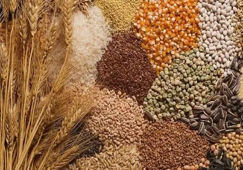 طرز تهیه نان جو در ماهیتابه؛ ۲ روش پخت نان جو دوسر خالص در منزل