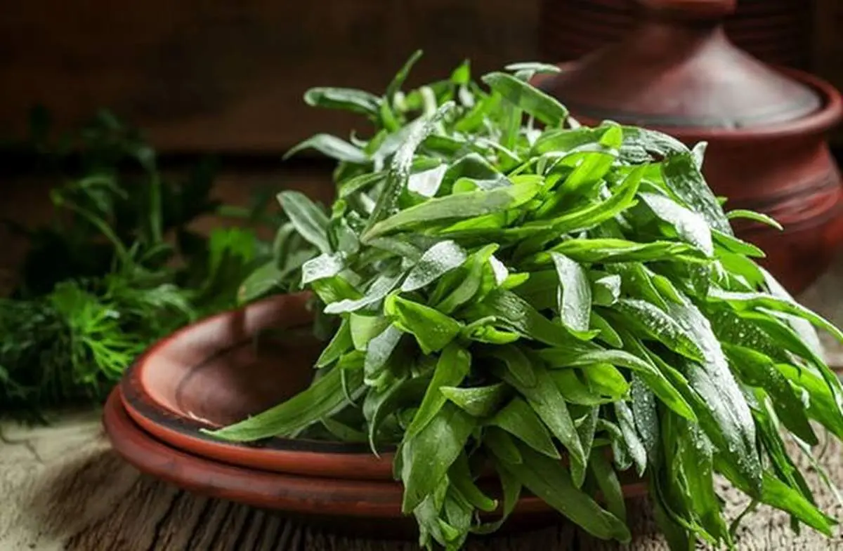 خواص شگفت انگیز ترخون برای سلامت بدن