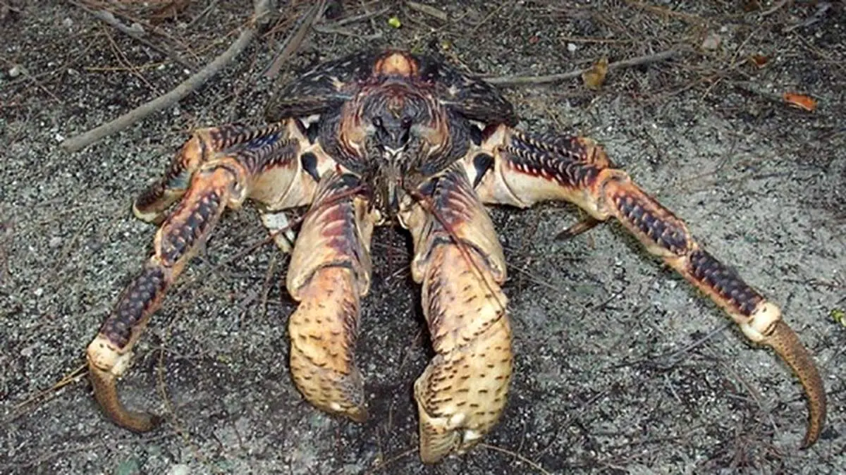 آشنایی با عجیب ‌ترین موجود کره زمین + تصاویر