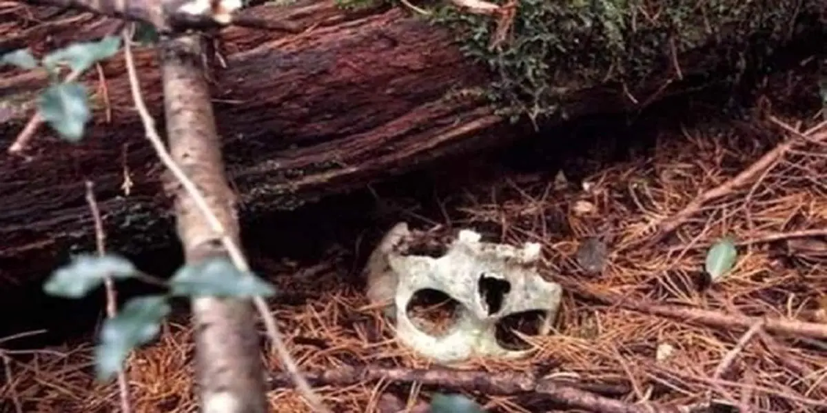 حقایق باورنکردنی از جنگل خودکشی در ژاپن + عکس