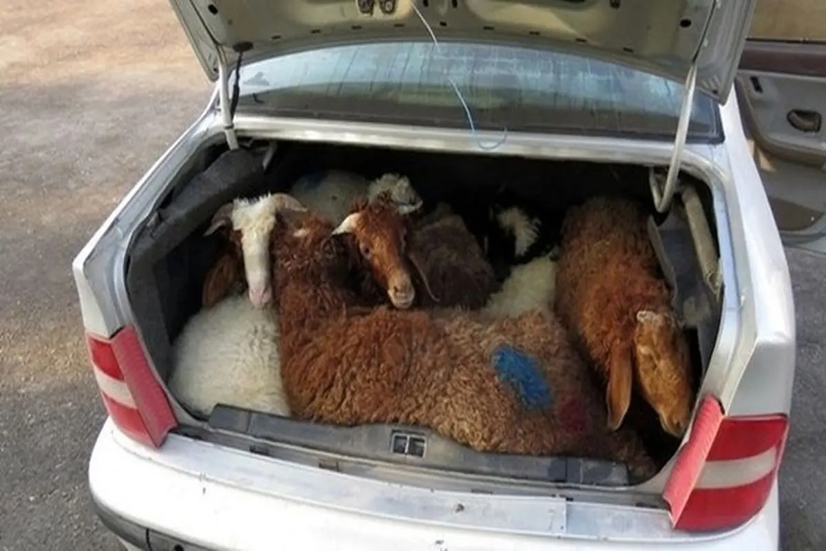 شیوه جدید قاچاق گوسفند! + فیلم