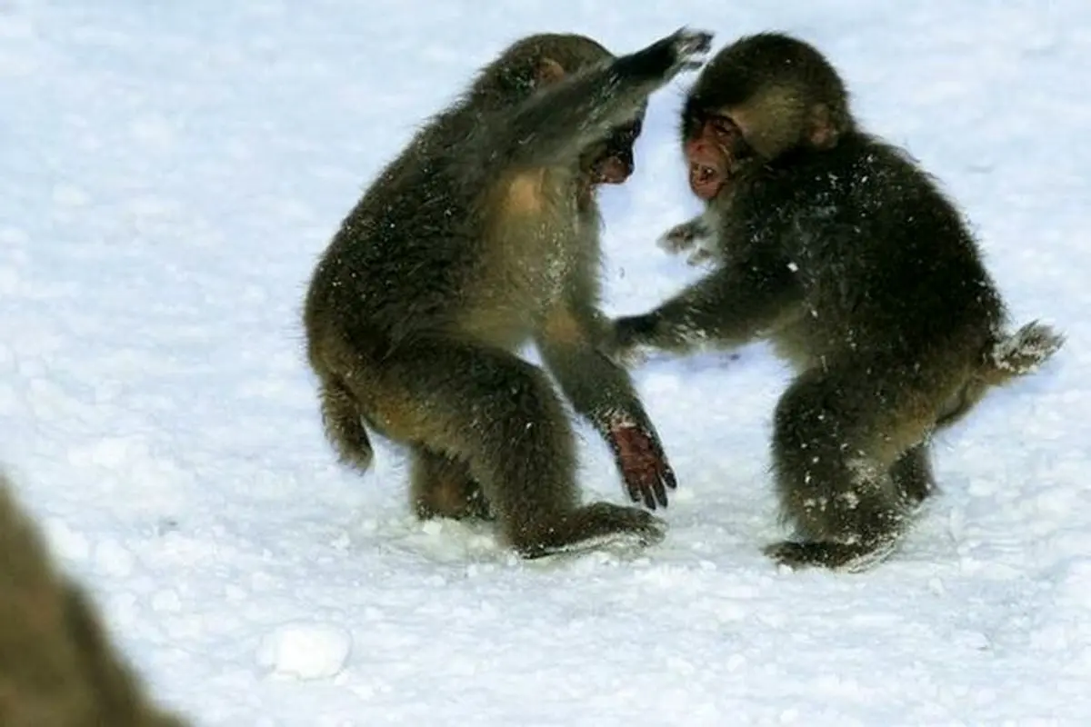 بازیگوشی بچه میمون‌ها در برف+عکس