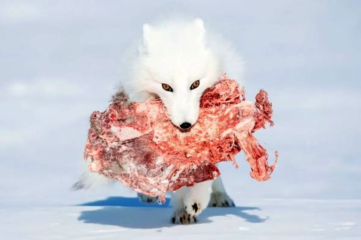 تصویر جالبی از یک گرگ پس از شکار + عکس