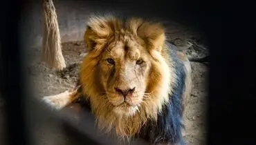 تست کرونای تنها شیر ایرانی منفی شد