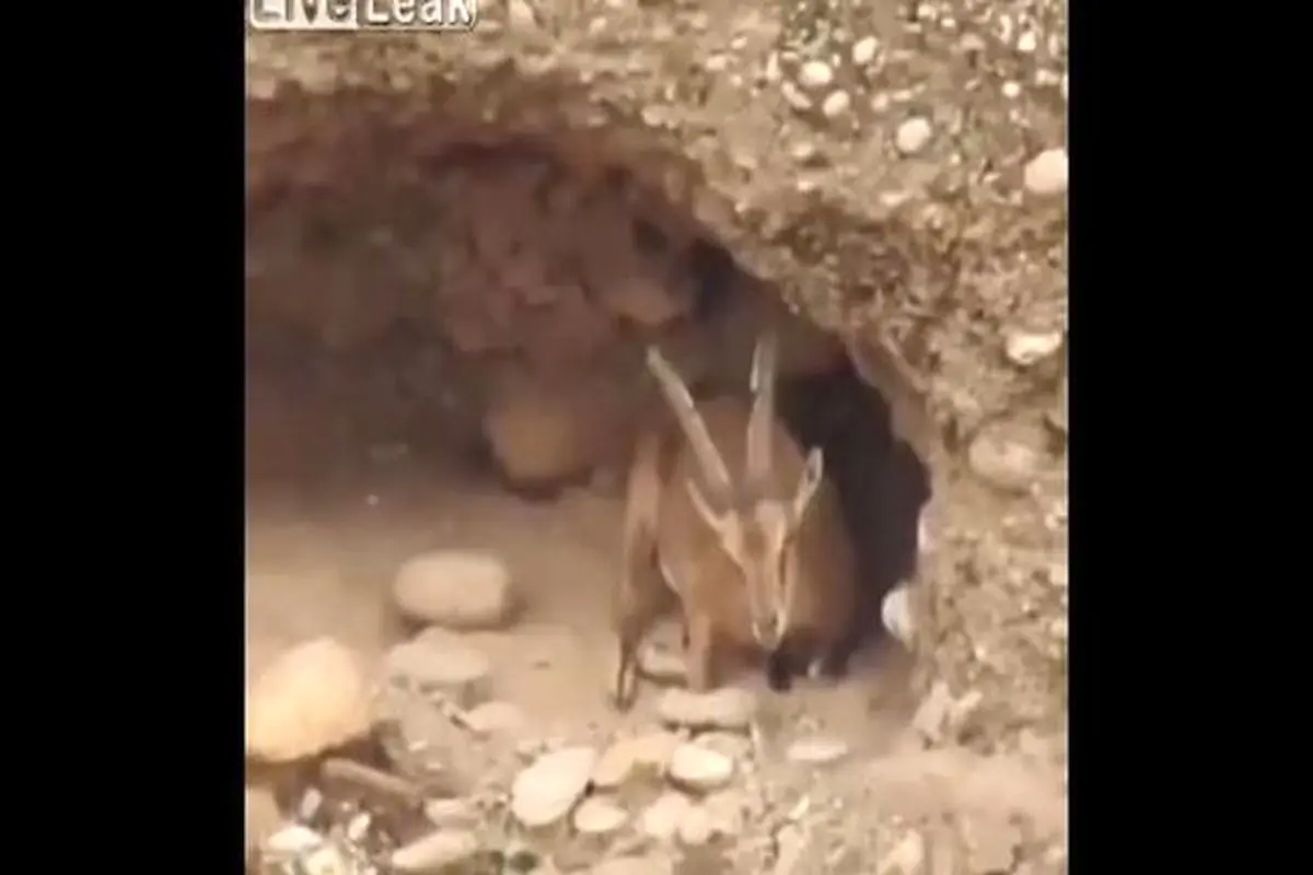 قدرت خارق العاده بزرگ نمایی لنز دوربین+فیلم