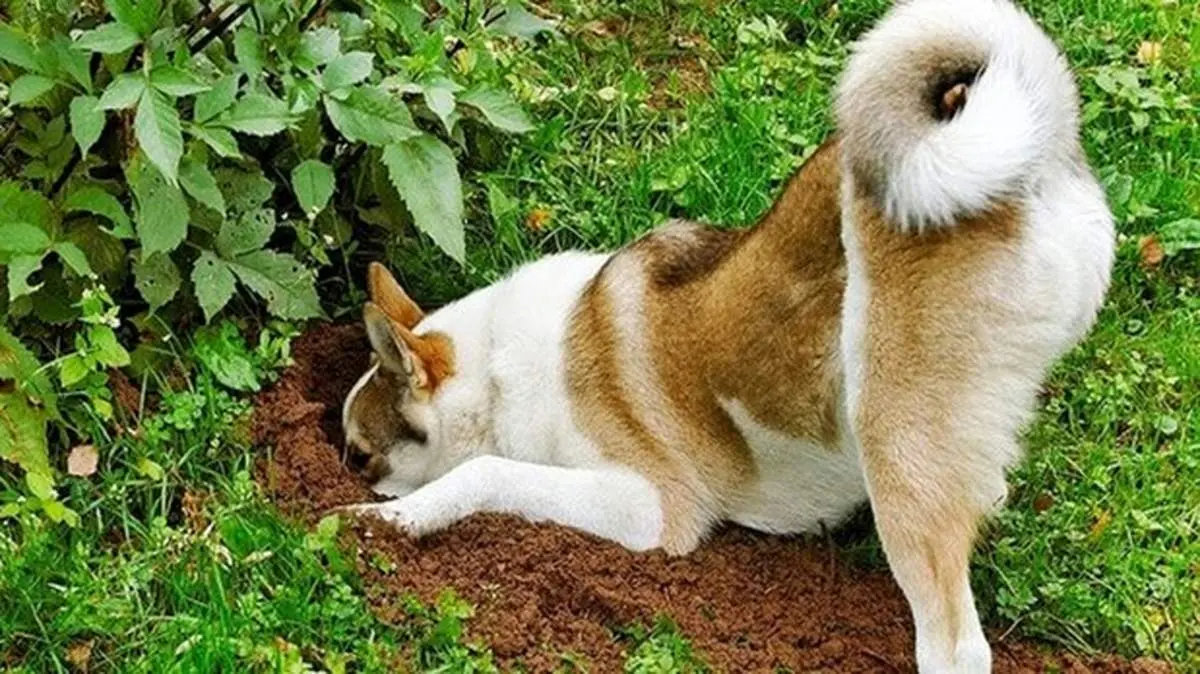 چرا سگها استخوان را دفن میکنند؟