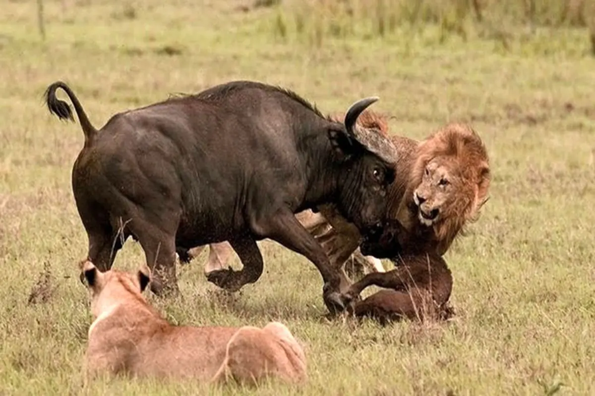 تلاش نافرجام بوفالو برای فرار با انداختن فرزندش جلوی شیر‌ها+ فیلم