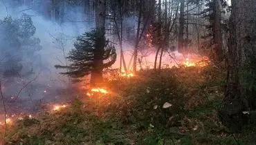 جنگل های رامسر غرق در آتش و دود