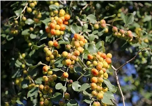 خواص  بی‌نظیر گیاه سدر برای پوست و مو