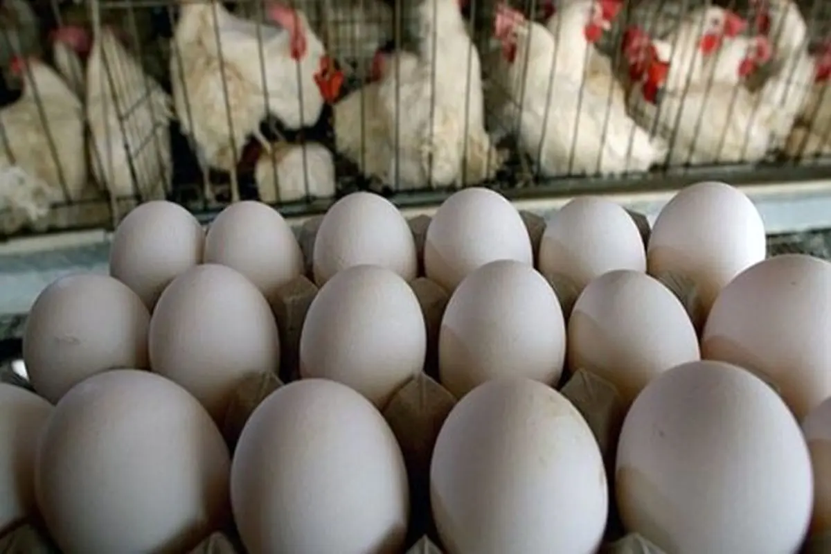 مرغداران: قیمت هر تخم مرغ ۱۲۰۰ تومان است