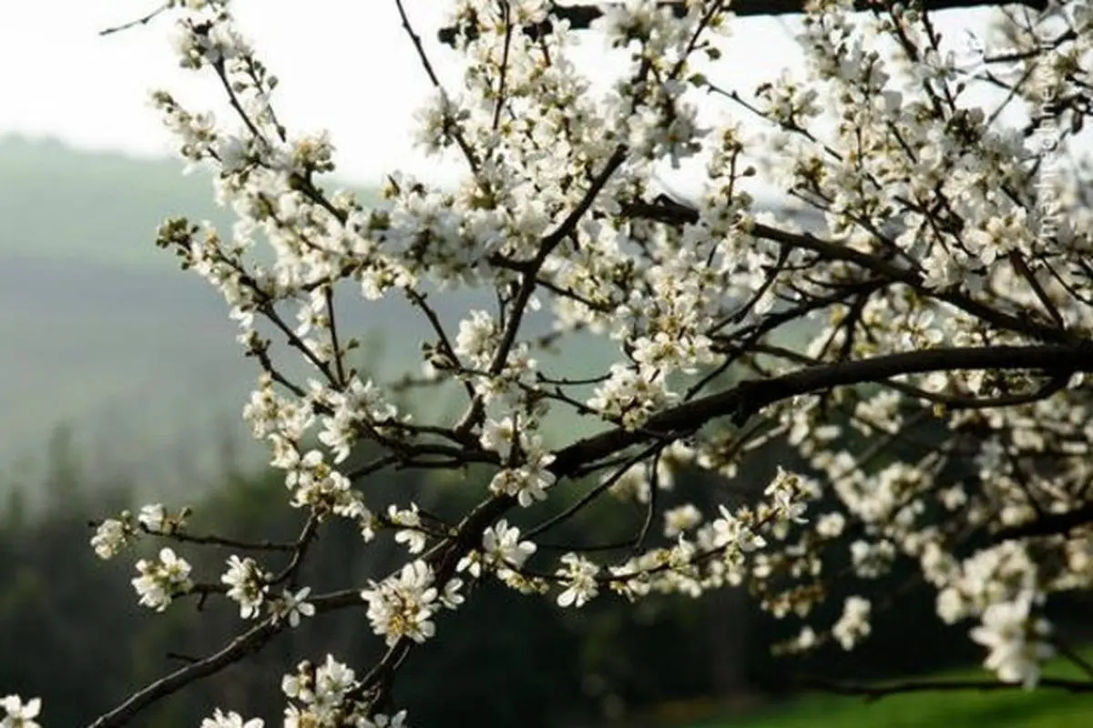 شکوفه‌های درختان آلوچه