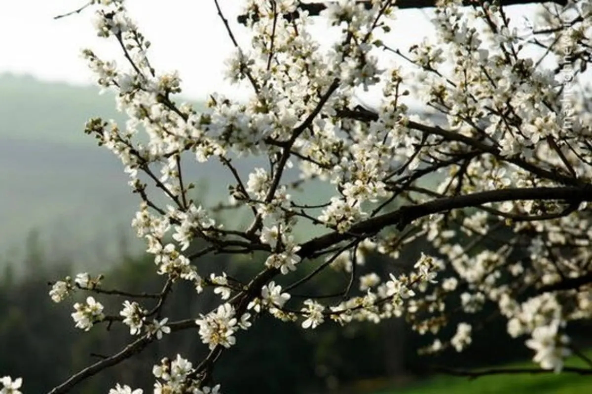 شکوفههای درختان آلوچه