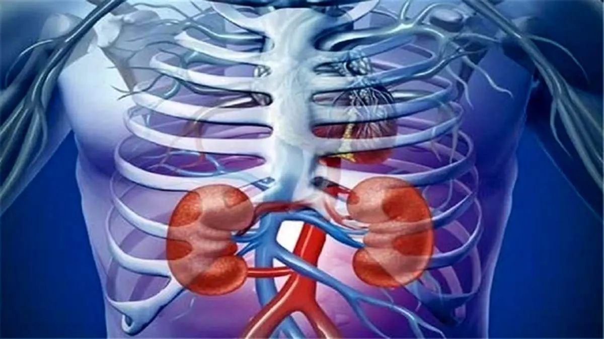 ۵ خوراکی که برای کلیه‌ها سمی هستند