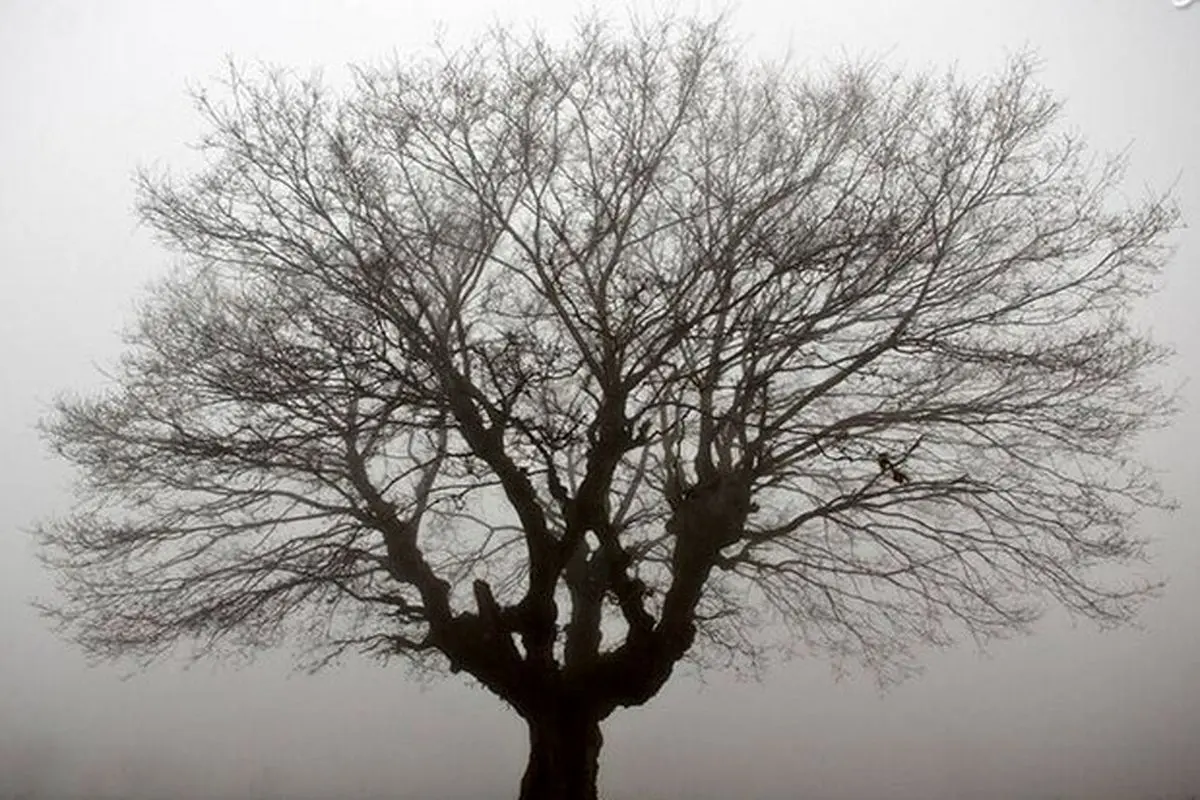 درختان در مه زمستانی