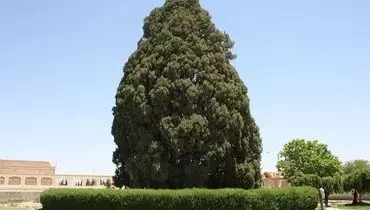ﺳﺮو اﺑﺮﮐﻮه کجاست و چند سال دارد؟ + عکس