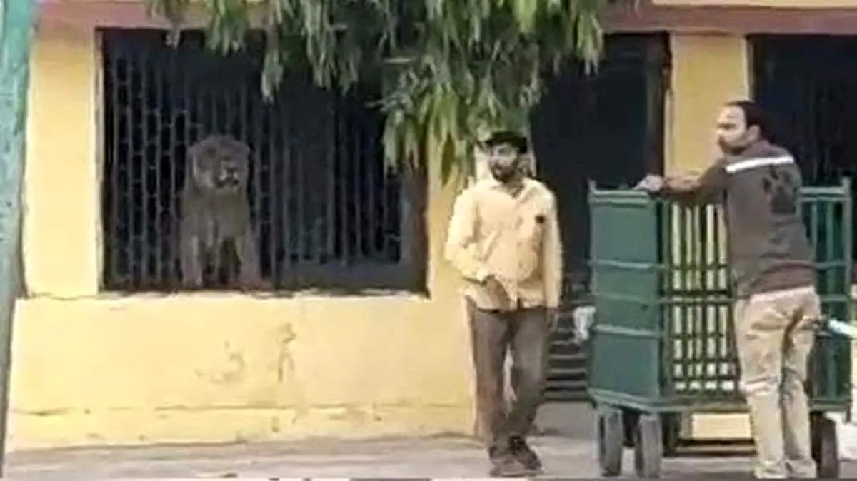 لحظه وحشتناک ورود شیر به داخل هتل!+فیلم