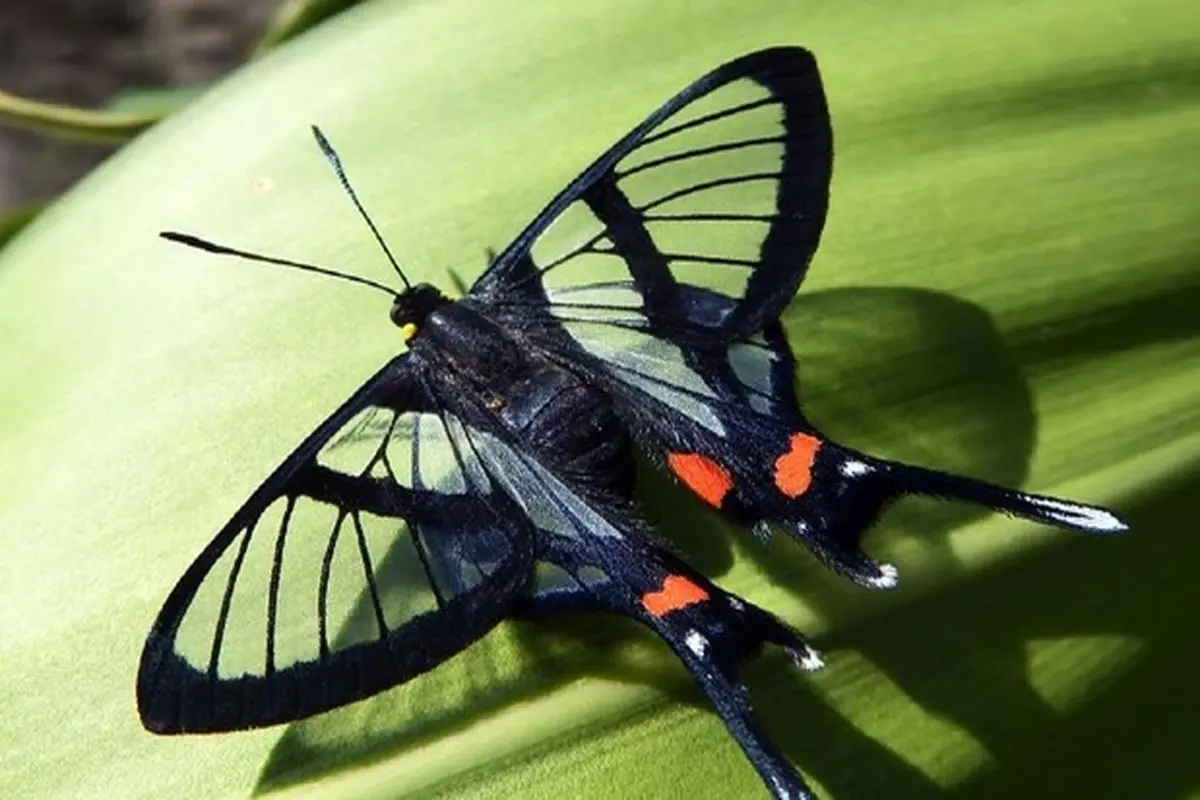 ۱۰ نمونه از زیبا‌ترین و شگفت انگیز‌ترین پروانه‌های جهان + تصاویر