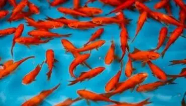 ماهی قرمز عید عامل انتقال کرونا است؟