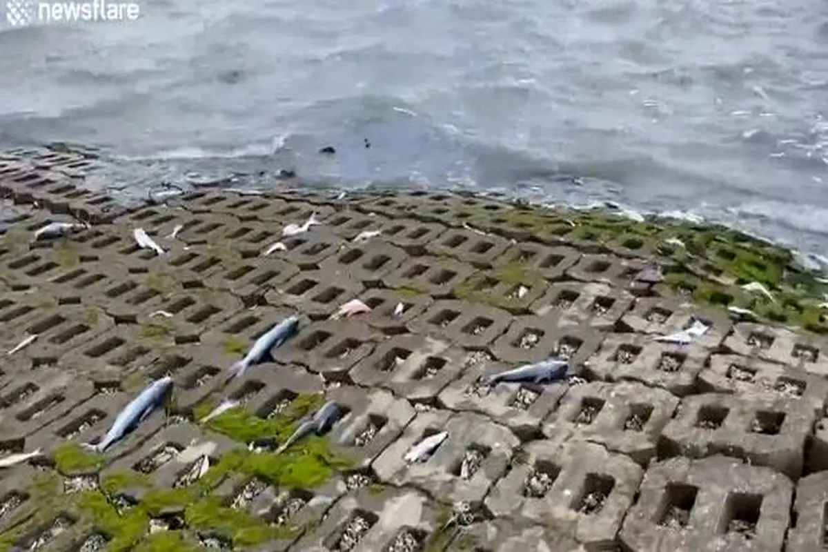 صحنه دردناک از یخ زدن ماهی ها در ساحل تگزاس+فیلم