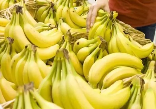چرا قیمت موز سر به فلک کشیده؟
