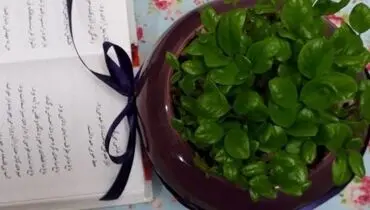 آموزش سبزه سفره هفت سین با کنجد سیاه