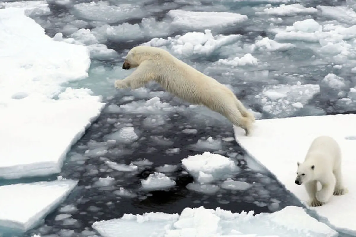 روز بین المللی خرس های سفید قطبی
