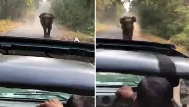 لحظه حمله فیل به گردشگران در داخل خودرو+فیلم