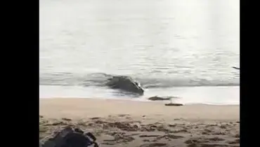 تمساح عظیم الجثه در ساحل+فیلم