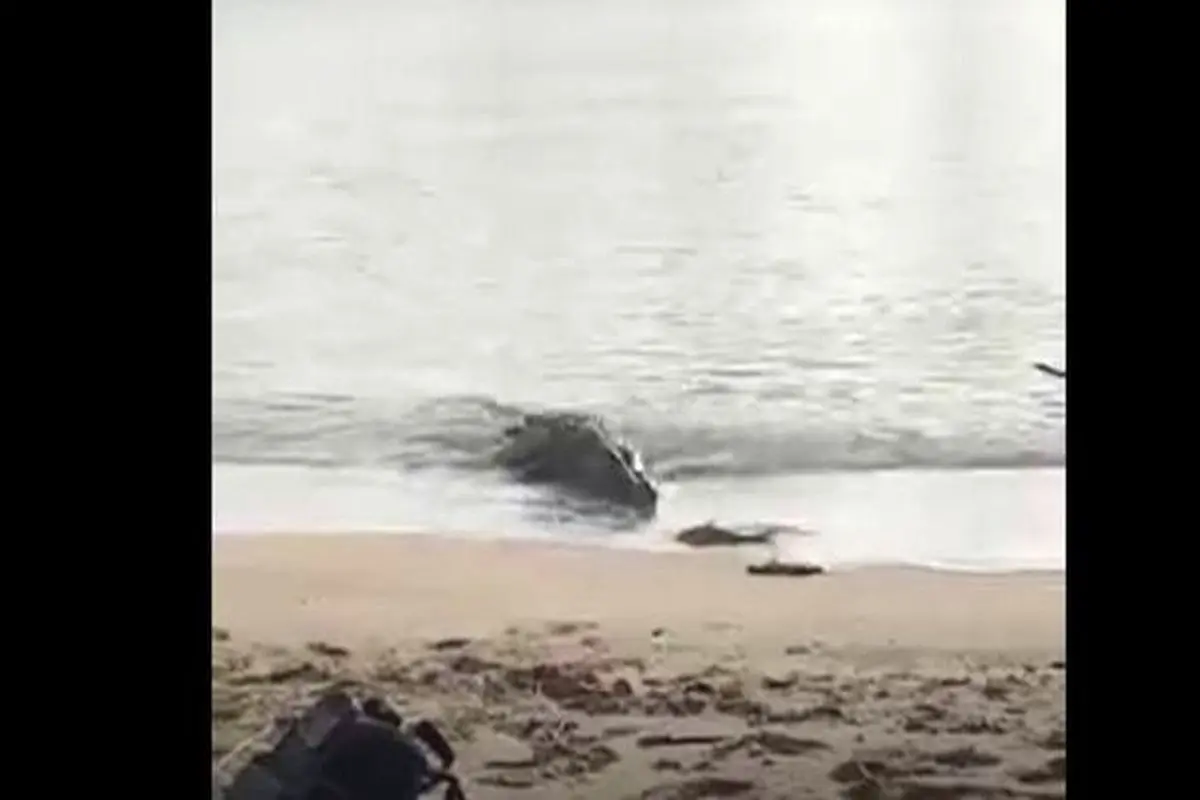تمساح عظیم الجثه در ساحل+فیلم