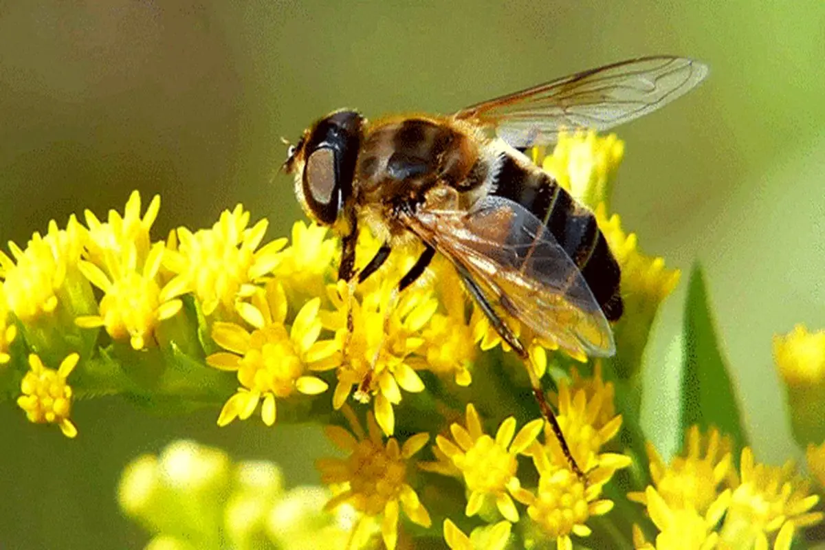 از خودگذشتگی متحیرکننده زنبورها، دانشمندان را گیج کرد