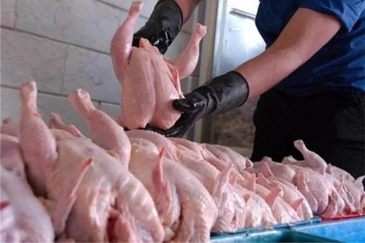 تهران صادرکننده مرغ به سایر استانها نیست/ کاهش قیمت مرغ در روزهای آتی