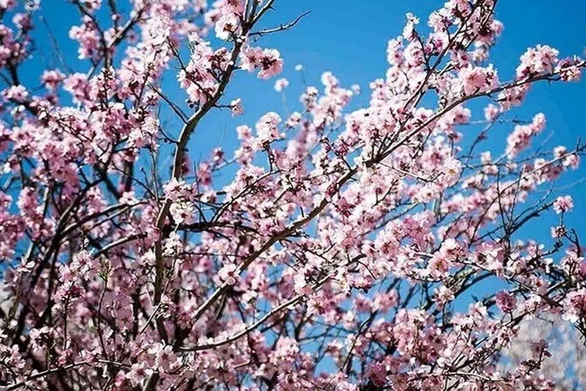 شکوفه‌های رنگارنگ