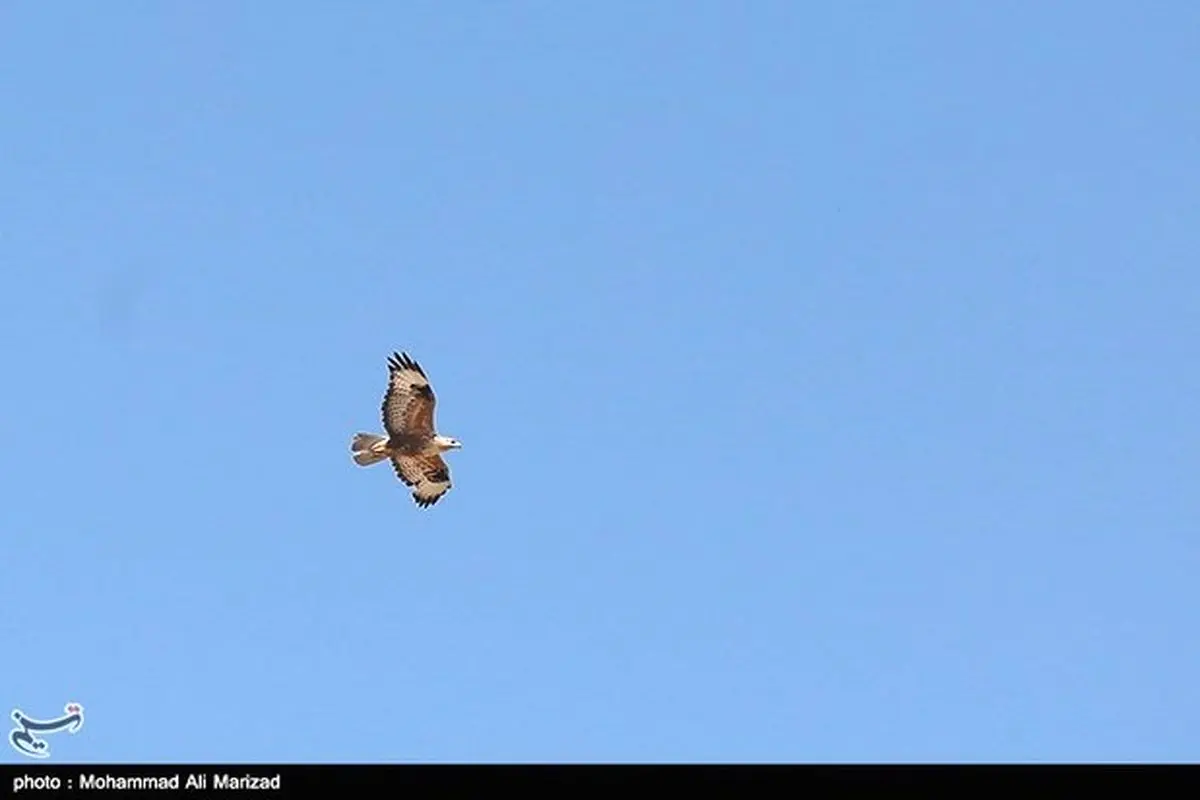 مشاهده گونه جدیدی از پرندگان برای اولین بار در تهران + تصویر
