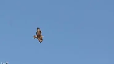 مشاهده گونه جدیدی از پرندگان برای اولین بار در تهران + تصویر
